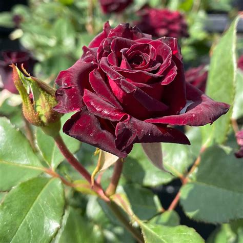 Edelrose 'Black Baccara' .